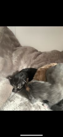 Süße wundervolle xl Maine Coon Babys