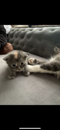 Süße wundervolle xl Maine Coon Babys