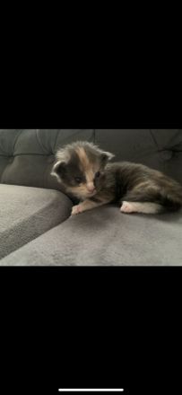 Süße wundervolle xl Maine Coon Babys