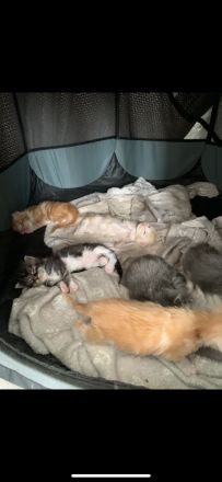 Süße wundervolle xl Maine Coon Babys