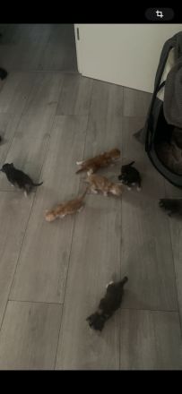 Süße wundervolle xl Maine Coon Babys