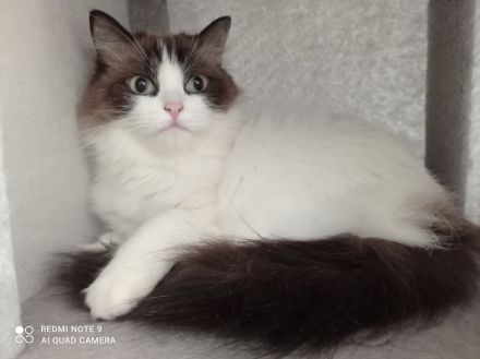 Wunderschöne, reinrassige Ragdoll Katze/Kater in liebevolle Hände abzugeben
