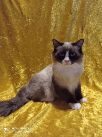 Ragdoll mit Stammbaum