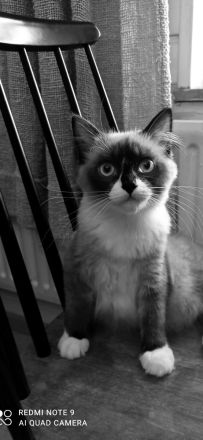 Ragdoll mit Stammbaum