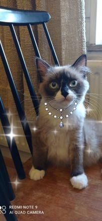 Ragdoll mit Stammbaum