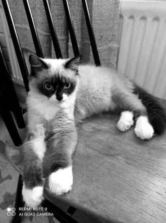 Ragdoll mit Stammbaum