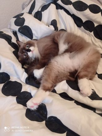Wunderschöne, reinrassige Ragdoll Katze/Kater in liebevolle Hände abzugeben