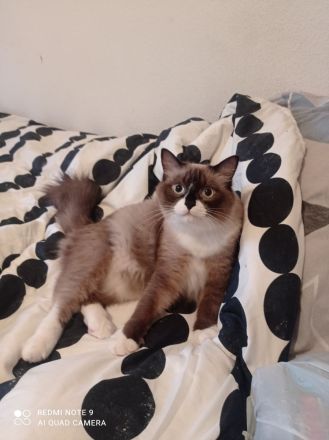 Wunderschöne, reinrassige Ragdoll Katze/Kater in liebevolle Hände abzugeben