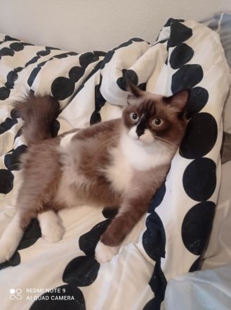 Wunderschöne, reinrassige Ragdoll Katze/Kater in liebevolle Hände abzugeben