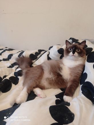 Wunderschöne, reinrassige Ragdoll Katze/Kater in liebevolle Hände abzugeben