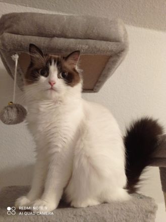 Ragdoll mit Stammbaum