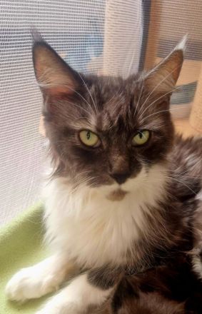 Maine Coon Kitten reinrassig