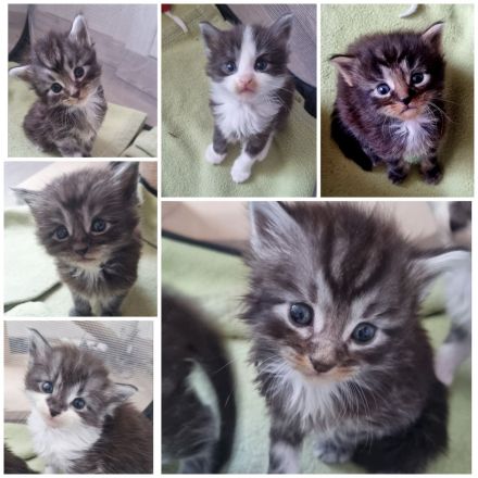 Maine Coon Kitten reinrassig