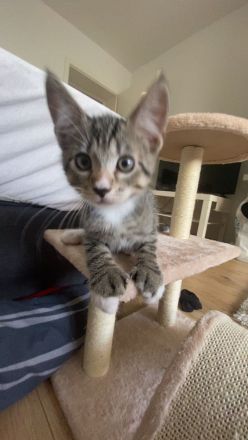 Milo europäisch kurzhaar sucht ein neues zu Hause