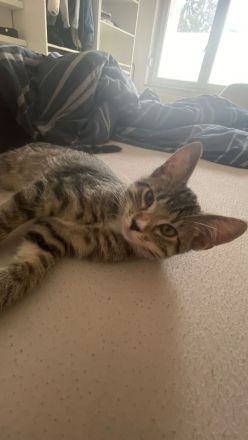 Milo europäisch kurzhaar sucht ein neues zu Hause