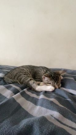 Milo europäisch kurzhaar sucht ein neues zu Hause
