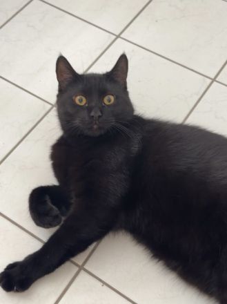 Kater sucht liebevolles Zuhause