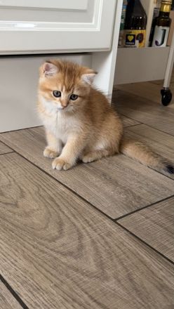 Wunderschöne BKH Golden Kitten 10 Wochen alt