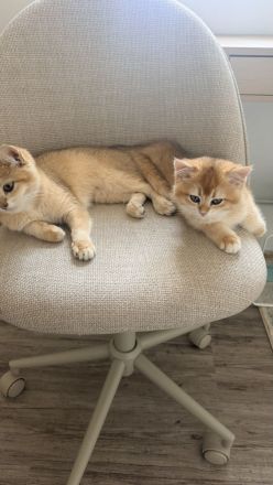 Wunderschöne BKH Golden Kitten 10 Wochen alt