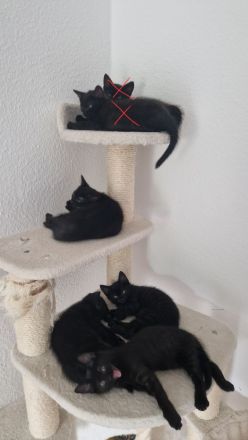 4 Kitten suchen liebevolles Zuhause