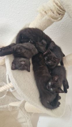 4 Kitten suchen liebevolles Zuhause