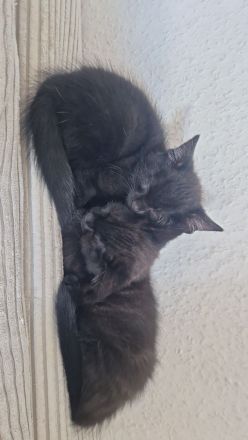 4 Kitten suchen liebevolles Zuhause