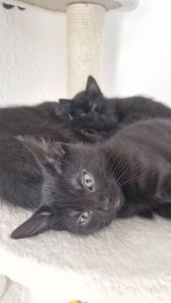 4 Kitten suchen liebevolles Zuhause
