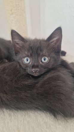 4 Kitten suchen liebevolles Zuhause