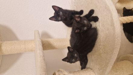 4 Kitten suchen liebevolles Zuhause