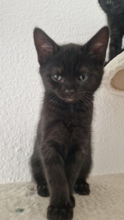4 Kitten suchen liebevolles Zuhause
