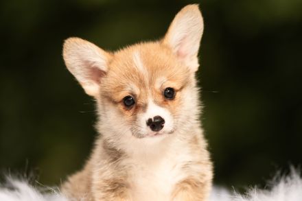 Bezaubernde Corgi-Welpen mit FCI-Stammbaum ab Ende September abzugeben