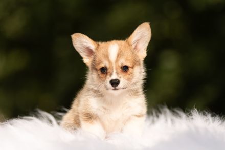 Bezaubernde Corgi-Welpen mit FCI-Stammbaum ab Ende September abzugeben