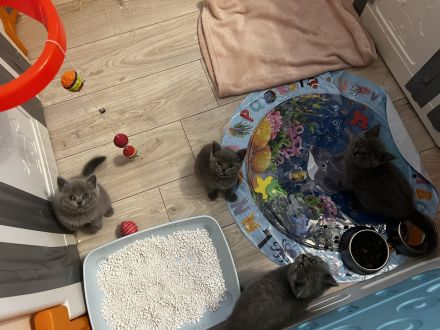 Britisch Kurzhaar Katzen