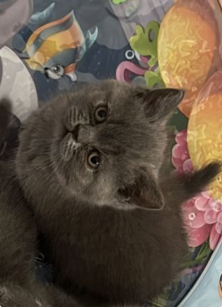 Britisch Kurzhaar Katzen