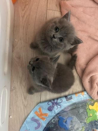 Britisch Kurzhaar Katzen