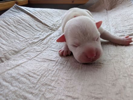 Liebevolle Staffordshire Bullterrier Welpen suchen ein aktives Zuhause ❤️