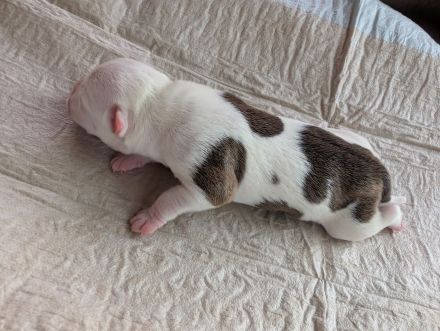 Liebevolle Staffordshire Bullterrier Welpen suchen ein aktives Zuhause ❤️