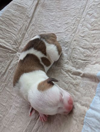 Liebevolle Staffordshire Bullterrier Welpen suchen ein aktives Zuhause ❤️