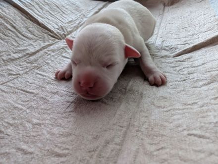 Liebevolle Staffordshire Bullterrier Welpen suchen ein aktives Zuhause ❤️