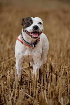 Liebevolle Staffordshire Bullterrier Welpen suchen ein aktives Zuhause ❤️