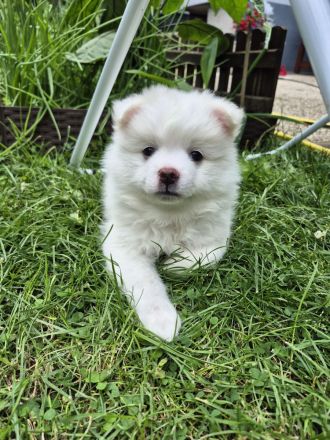 Deutsche Spitz / Pomeranian Spitz Welpen - Rüge und Hündin 10 Woche alt