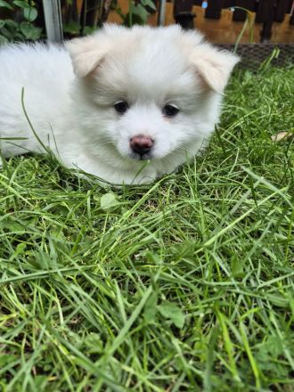 Deutsche Spitz / Pomeranian Spitz Welpen - Rüge und Hündin 10 Woche alt
