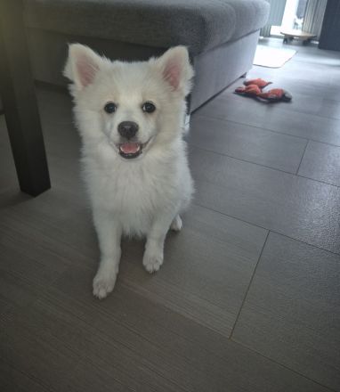 Deutsche Spitz / Pomeranian Spitz Welpe - Eine Hündin 12 Woche alt