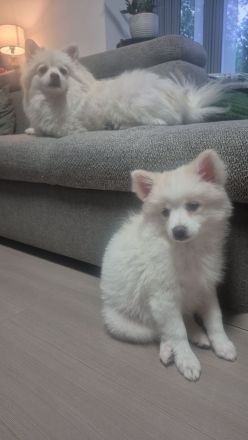 Deutsche Spitz / Pomeranian Spitz Welpe - Eine Hündin 12 Woche alt