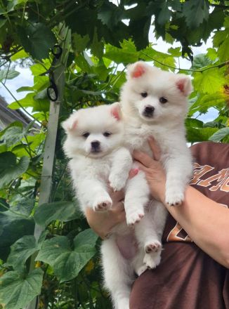 Deutsche Spitz / Pomeranian Spitz Welpen - Rüge und Hündin 10 Woche alt
