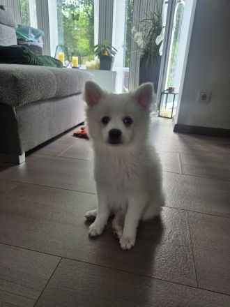 Deutsche Spitz / Pomeranian Spitz Welpe - Eine Hündin 12 Woche alt