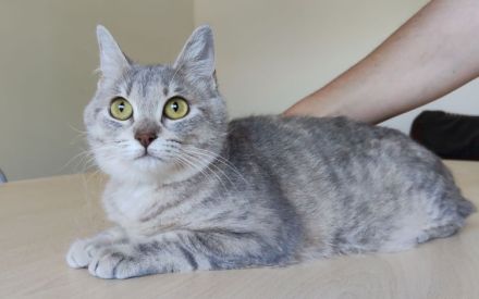 Wer hat ein Plätzchen für Schmusekatze Pila? Eilt sehr!