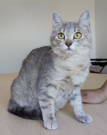 Wer hat ein Plätzchen für Schmusekatze Pila? Eilt sehr!