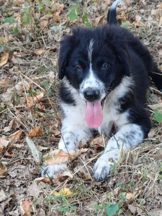 Border Collie Australien Shepherd welpen