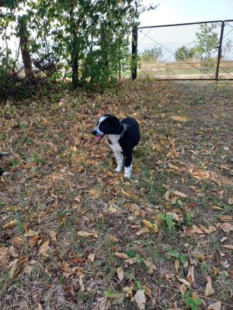 Border Collie Australien Shepherd welpen